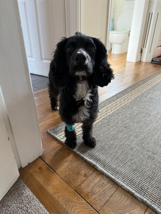 PLE Dog Food from Ultimate Pet Foods