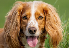 Best Dog Food for Cocker Spaniel from Ultimate Pet Foods