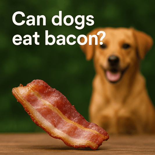 Image of Dog, and bacon in the foreground